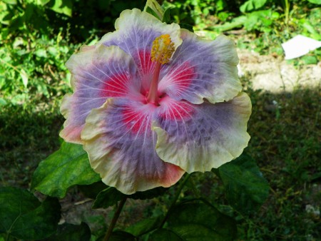 Hibiscus Barry Schlueter